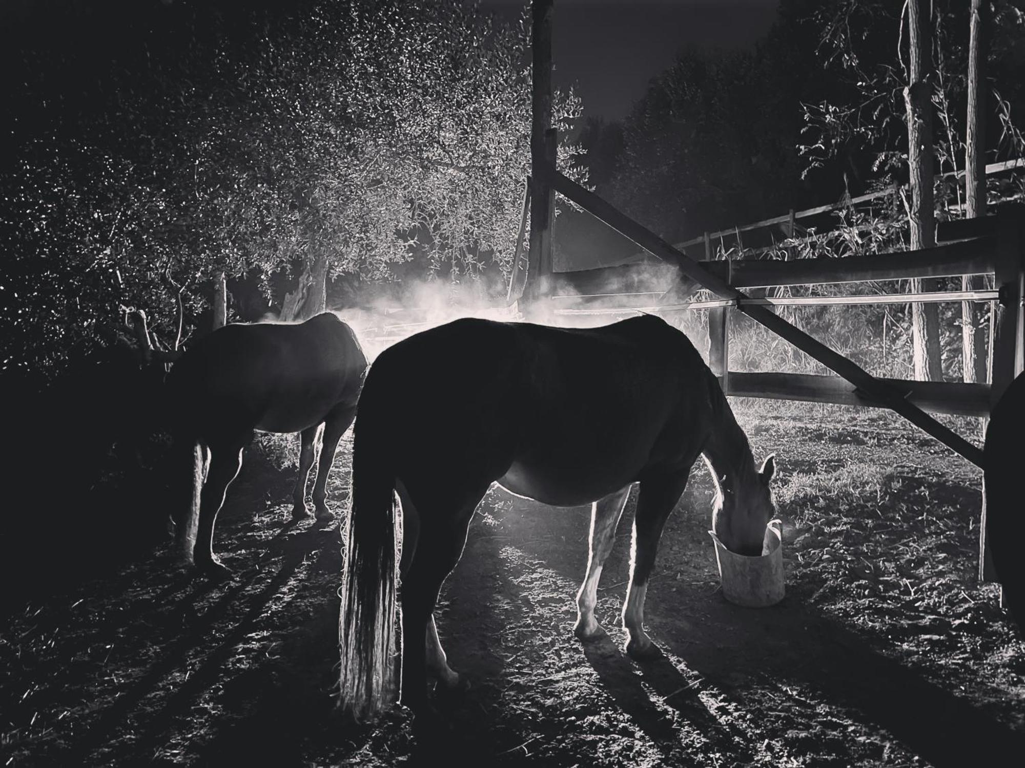 Podere Orzale Hospitality & Quarter Horses Usigliano 외부 사진